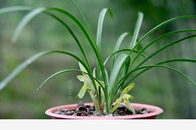 蘭花種植幾年才開花？4種情況，各不相同