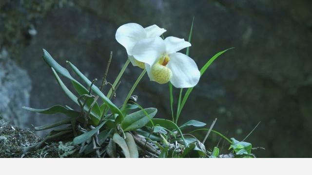 蘭花五大家，春蘭、蕙蘭、建蘭、墨蘭和寒蘭咋養，養護指南看這裡