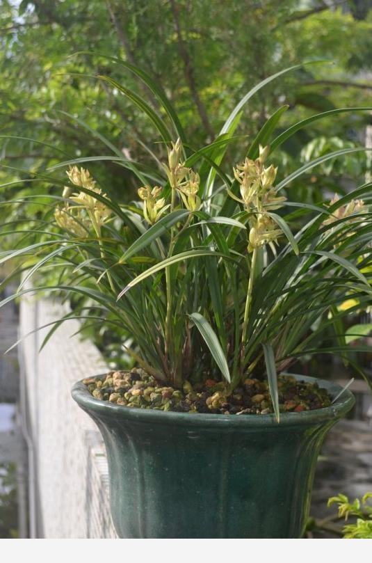 摸透蘭花3「喜好」，葉片油綠，花箭竄老高，養出「極品」好蘭花