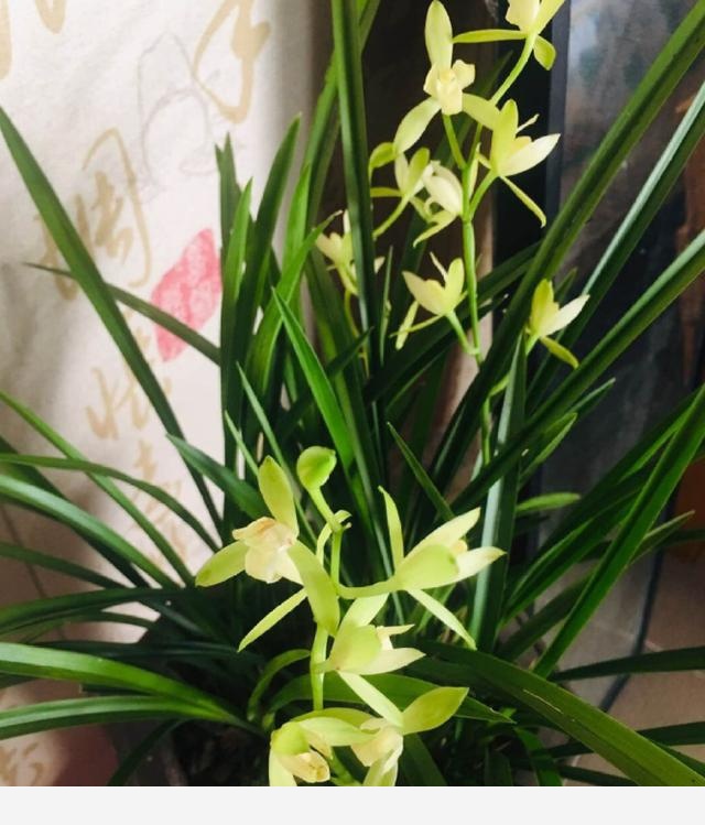 養蘭花，選對品種很重要，這6種便宜又好養