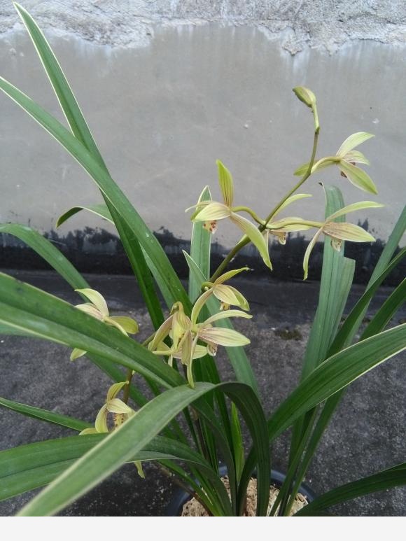 養蘭花，選對品種很重要，這6種便宜又好養