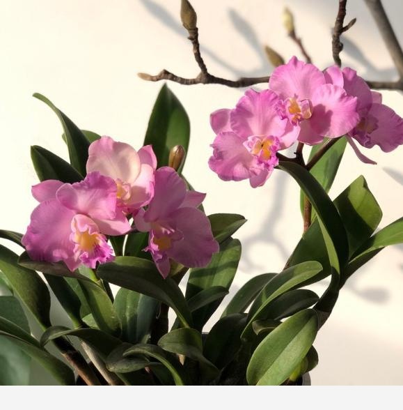 6種珍稀蘭花，高貴優雅、價值不凡，見過一種就很厲害了！