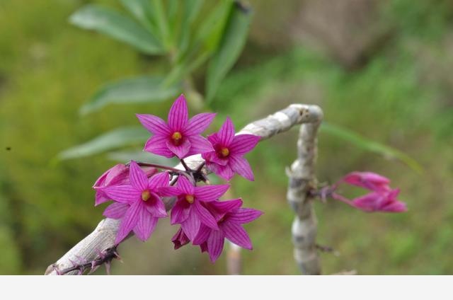 蘭花圖譜：人間驚艷，50種絕美的中國野生蘭花圖鑑