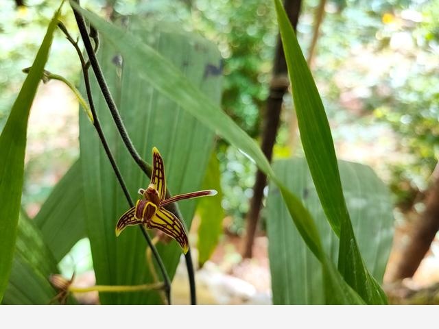 蘭花圖譜：人間驚艷，50種絕美的中國野生蘭花圖鑑