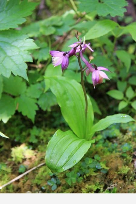 蘭花圖譜：人間驚艷，50種絕美的中國野生蘭花圖鑑