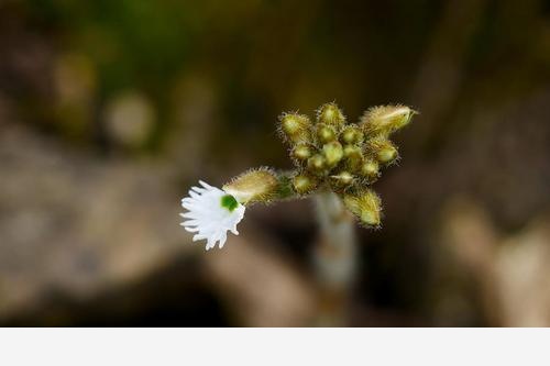 蘭花圖譜：人間驚艷，50種絕美的中國野生蘭花圖鑑