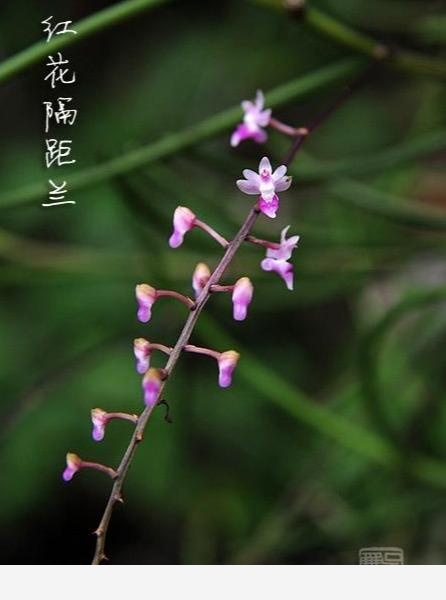 蘭花圖譜：人間驚艷，50種絕美的中國野生蘭花圖鑑