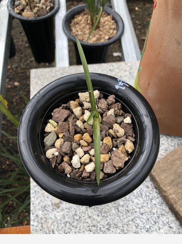 蘭花不難養，清楚特性，重點從這個4個方面著手管理