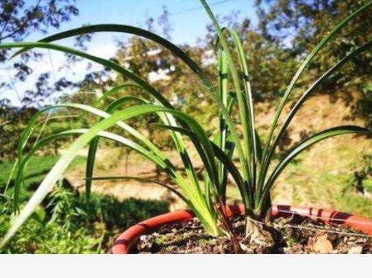 養蘭十大「禁忌」，只有做好才能根系旺盛，生長開花兩不耽誤