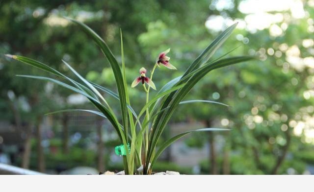 家裡養蘭花，別瞎養，做好3點，蘭花開品好，身價翻數倍