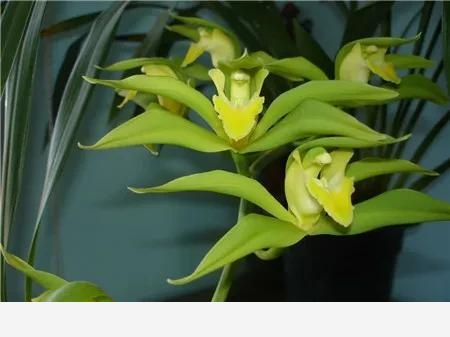 蘭花品種大全（組圖）