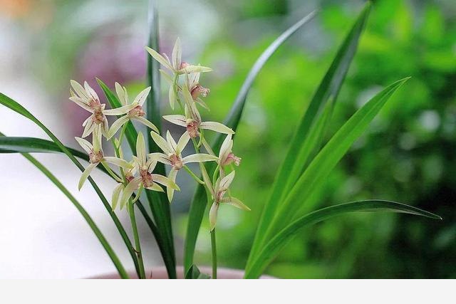 蘭花最全養護要點，一年四季綠油油，開花還能香滿屋