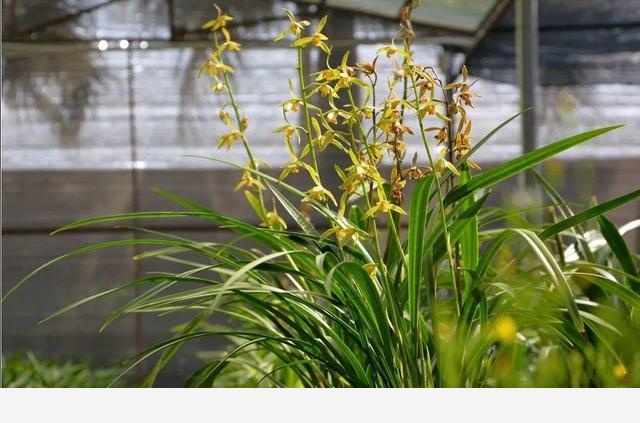 蘭花最全養護要點，一年四季綠油油，開花還能香滿屋