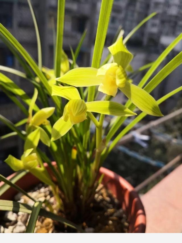 蘭花最全養護要點，一年四季綠油油，開花還能香滿屋