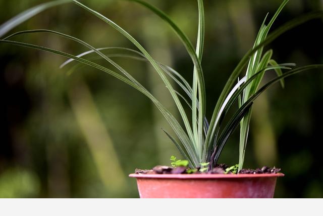 新手如何種植蘭花？從配製植料開始，一小時就能學會