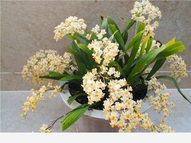 10種名貴蘭花，春節養最美，花一開滿屋子香氣