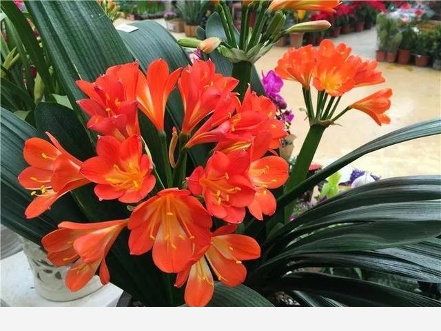 10種名貴蘭花，春節養最美，花一開滿屋子香氣