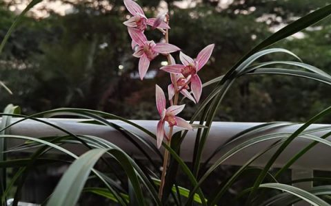 八種適合新手養的蘭花，好養易打理，易花易草，香氣濃郁，還便宜