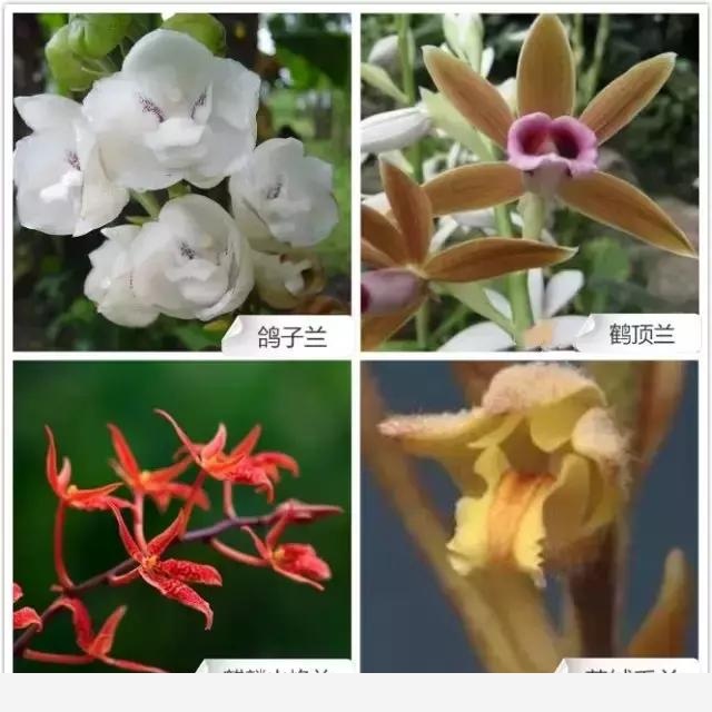 悄悄塞你一份兰花品种大全，68种兰花，一下全认识！