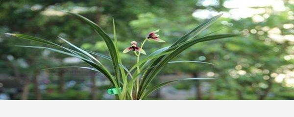 蘭花怎麼養