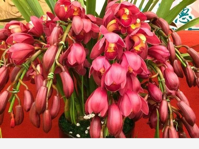 这8种兰花，春节开的最火，一串花满屋子香气！