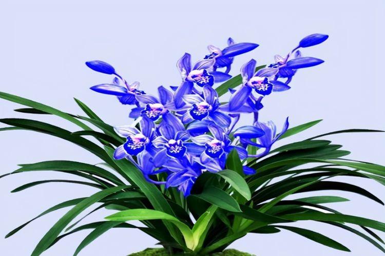 蘭花的花語和象徵寓意，你知道嗎？