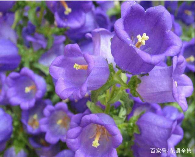  風鈴草的花語、寓意和傳說，你想要的都在這裡！