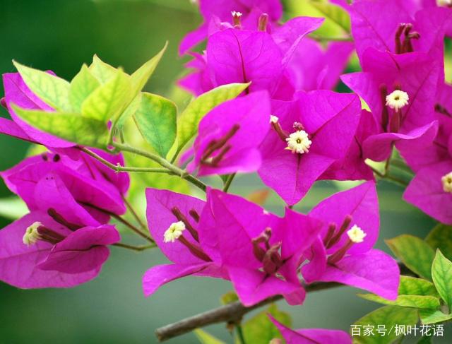 三角梅的花語寓意及傳說,你們知道嗎?