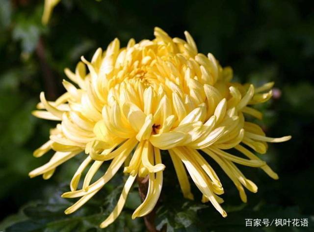  菊花花語大全，你想要都在這裡！