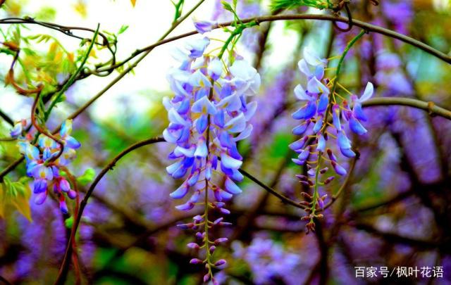  紫藤花的花語、傳說和寓意，一網打盡！
