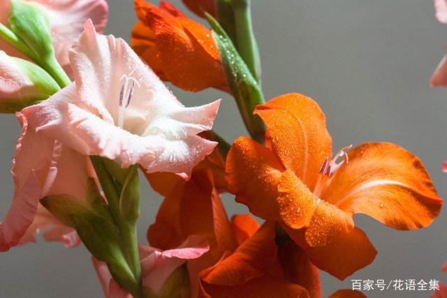  劍蘭的花語和寓意以及怎麼養？