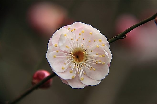 梅花的花語及象徵寓意，你們瞭解嗎？