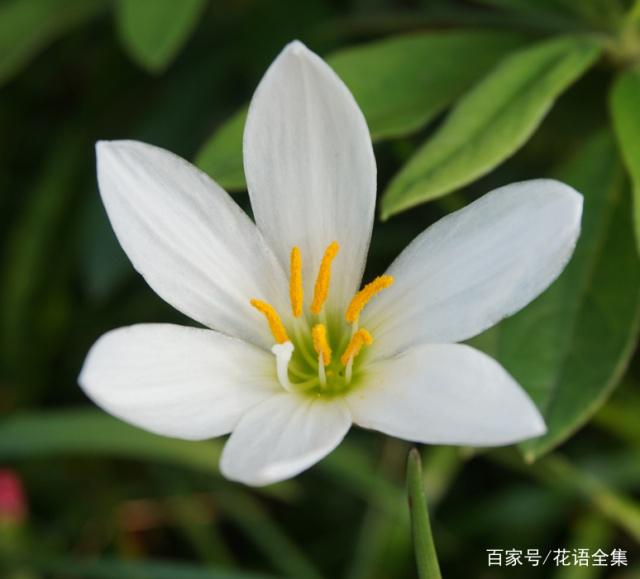  白蘭花的花語寓意，你都知道嗎？