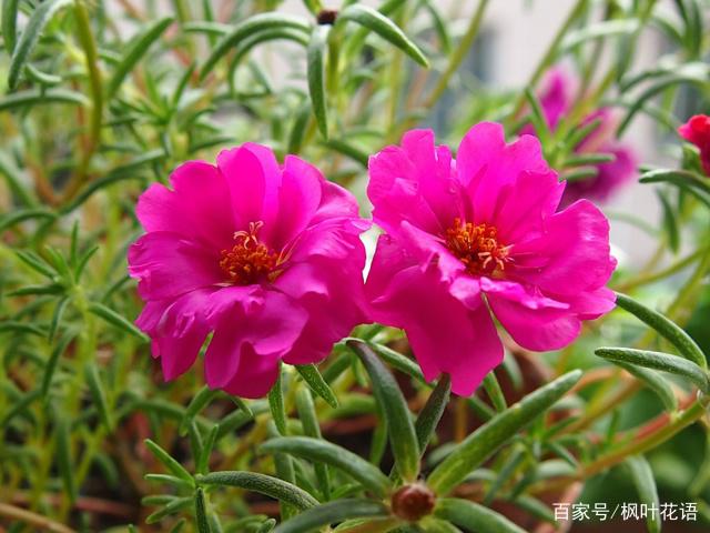 太陽花的花語和寓意,瞭解一下!