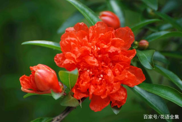  石榴花的花語和寓意，你真的知道嗎？