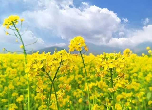 原來油菜花的花語和象徵寓意是這樣的！