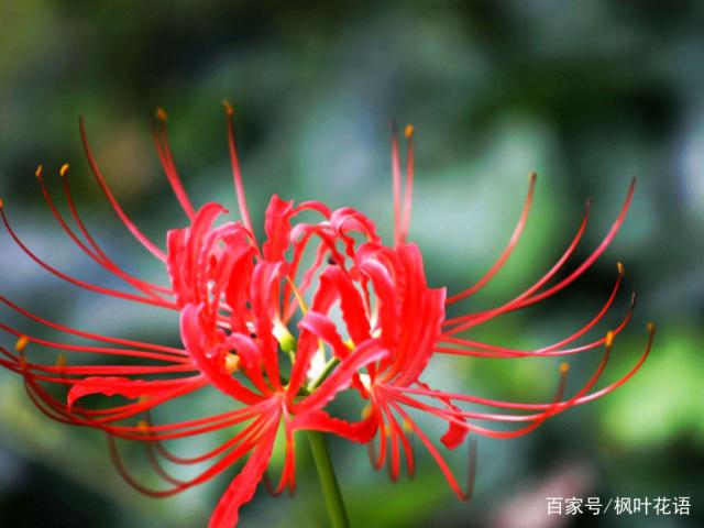  曼珠沙華的花語和傳說，你知道嗎？