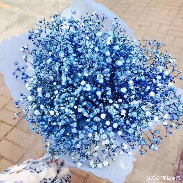  滿天星所有顏色的花語和寓意