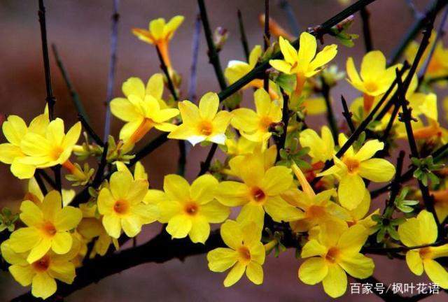 迎春花的花語和寓意，美麗的傳說，你知道嗎？