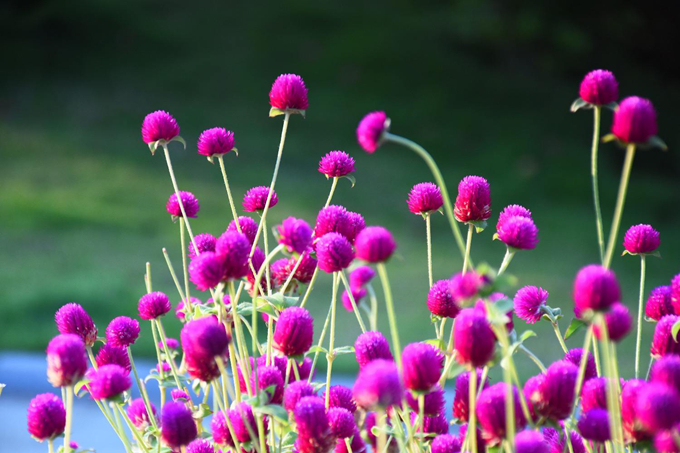 給朋友送千日紅的寓意以及注意事項