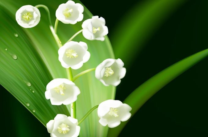 鈴蘭花的花語：溫柔可愛