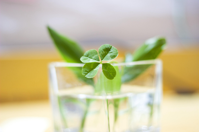 送好友四葉草代表什麼寓意？