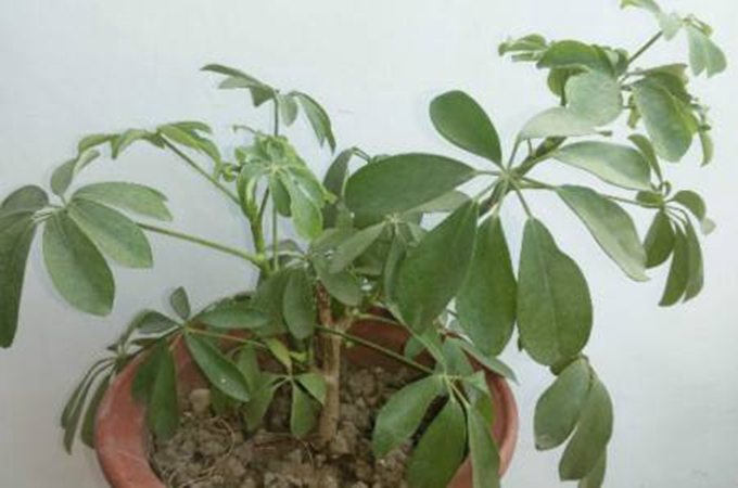 搖錢樹的花語以及移植方法