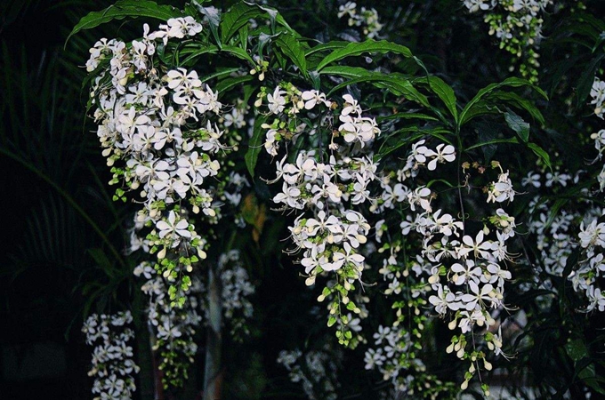 垂茉莉有毒嗎，怎麼養能開花？