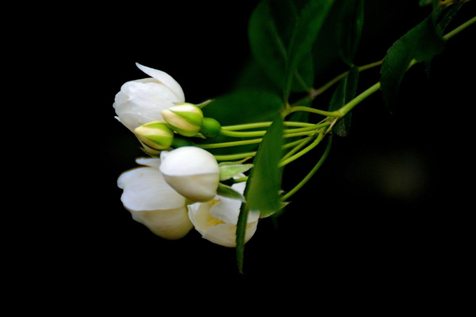 七里香花的繁殖方式以及病害防治
