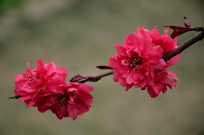 碧桃的花語與寓意是什麼？