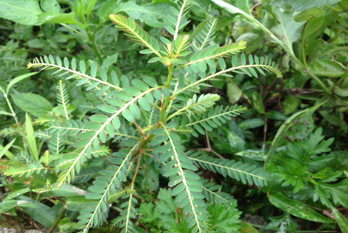 雞骨草的栽培技術以及繁殖方式