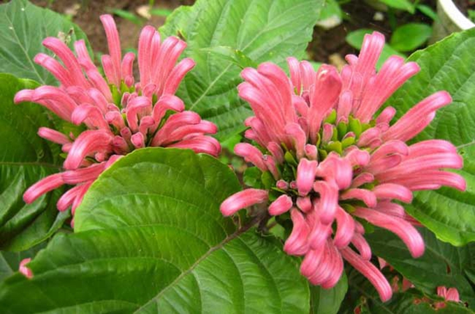 珊瑚花的花語以及功效與作用