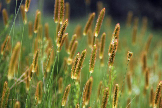 送領導貓尾草有哪些寓意？