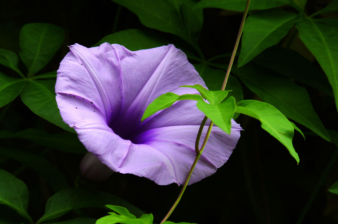 五爪金龍的養殖方法以及繁殖方式